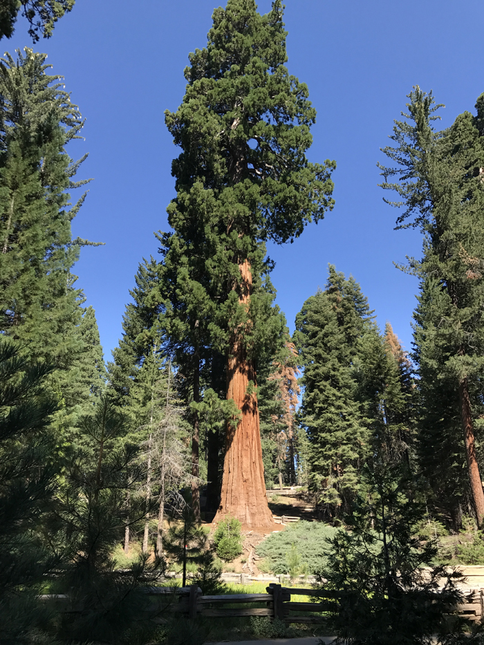 00.Sequoia_tree