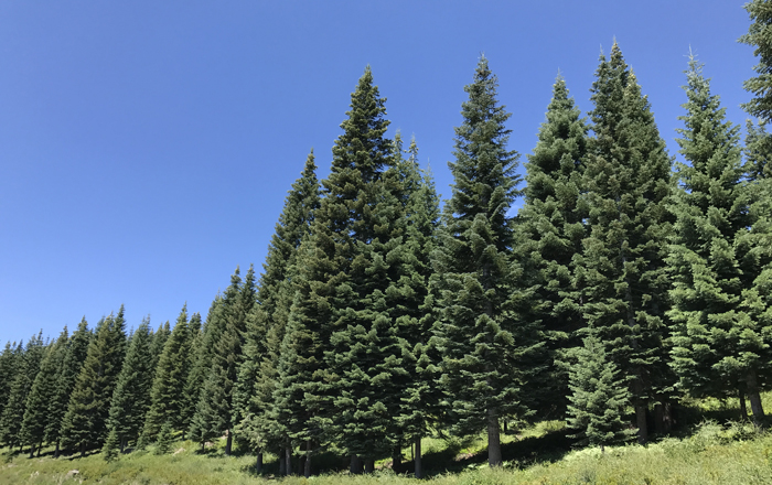 00.Shasta_trees