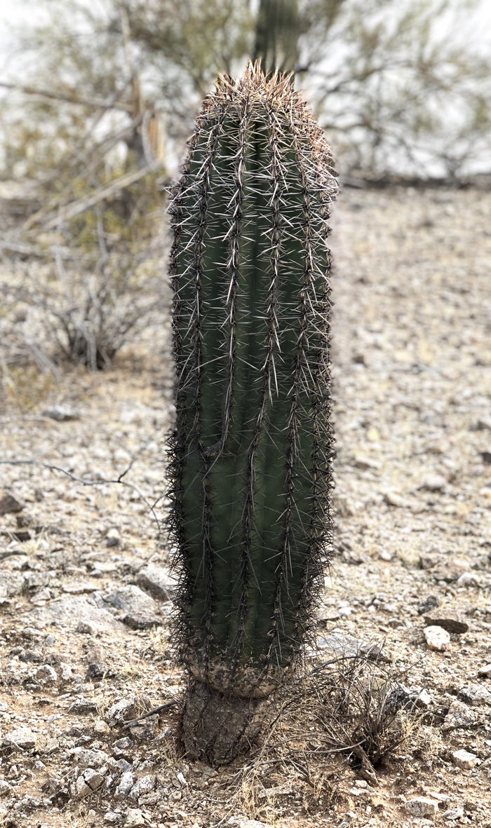 saguaro_01