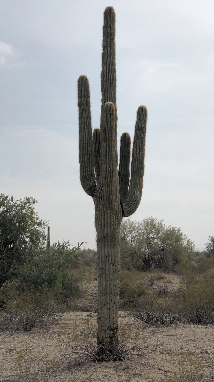 saguaro_03