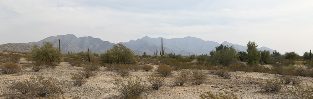 The beauty of the saguaro&nbsp;cactus