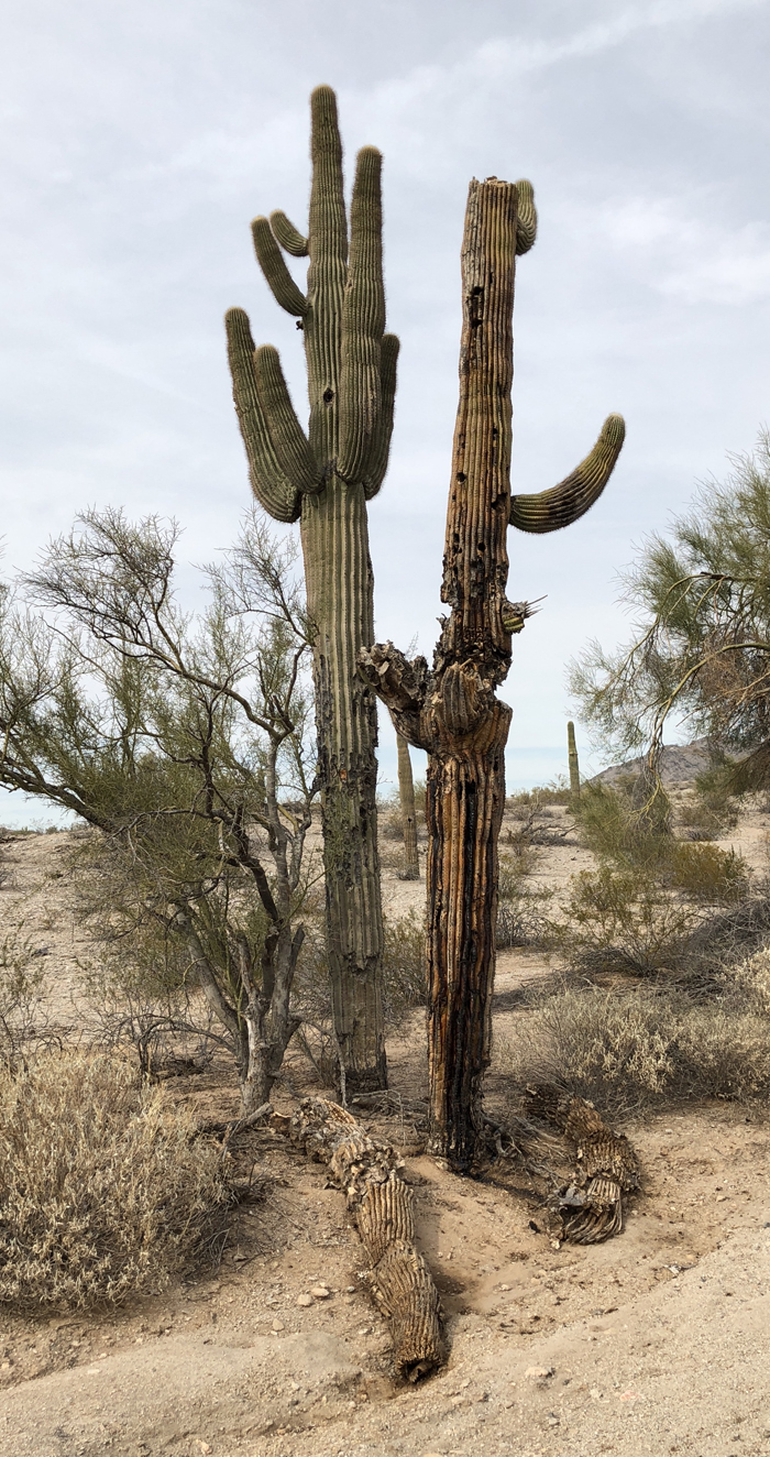 saguaro_05