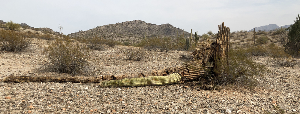 saguaro_06